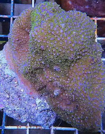 Encrusting Montipora with Green Polyps #490