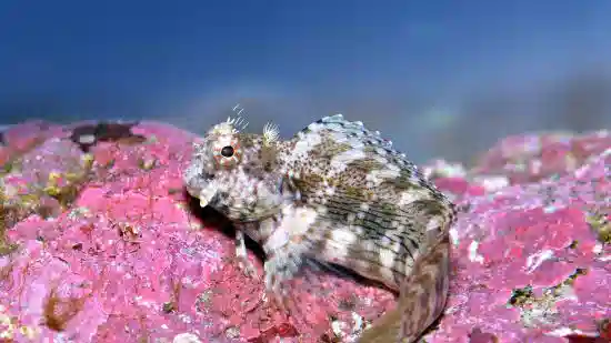 Lawnmower Blenny - Fiji