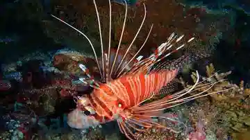Antenneta Lionfish - Venomous