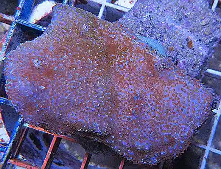 Encrusting Montipora #491