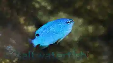 More #FISHFACTS incoming! Catch yourself a Damselfish in Ace