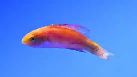 Johnsons Fairy Wrasse - South Pacific