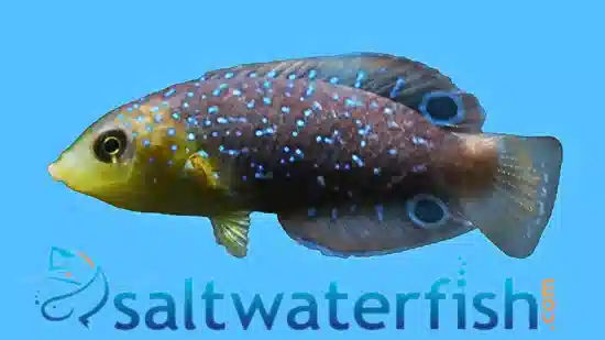 Yellowchest Twist Wrasse - South Pacific