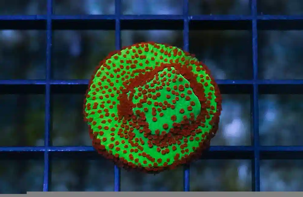 Montipora: "Season's Greetings" Green w/ Red Polyps - Aquacultured