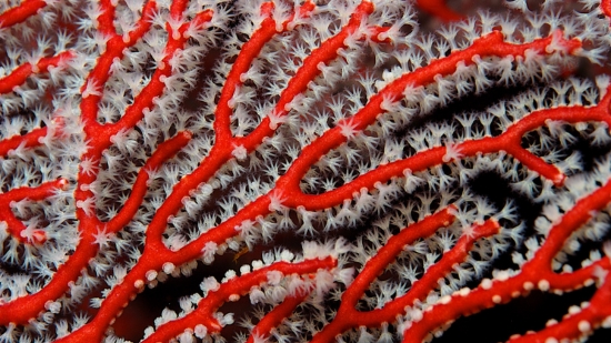 Finger Gorgonian: Red - Atlantic