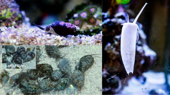 Assorted Sand Sifting Nassarius Snails Nassarius Snails- Baja, or Nassarius Snail Caribbean - Save 33%