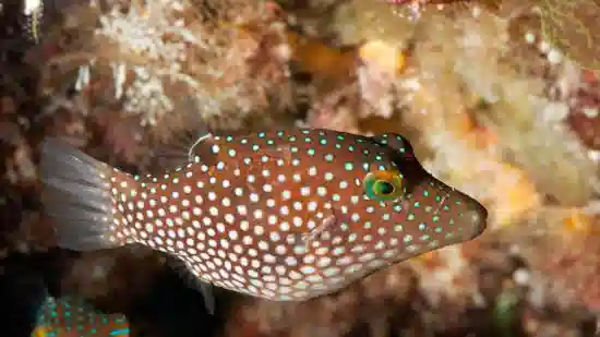 Spotted Sharpnose Puffer 