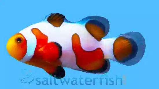 Tangerine Ocellaris Clownfish DaVinci - Captive Bred Grade A