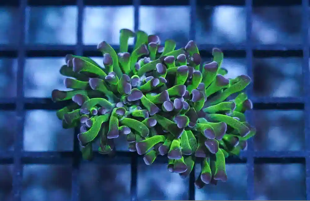 Hammer Coral: Green w/ Purple Tip - Aquacultured