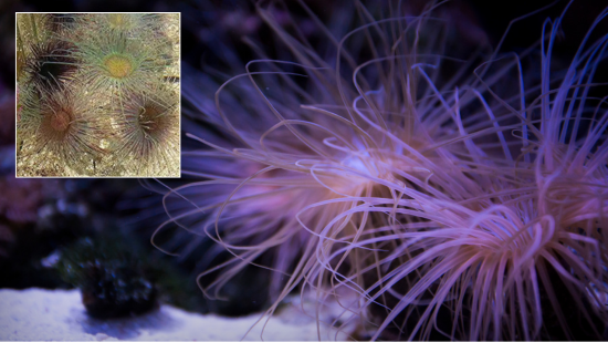 Tube Anemone: Colored - Indo Pacific