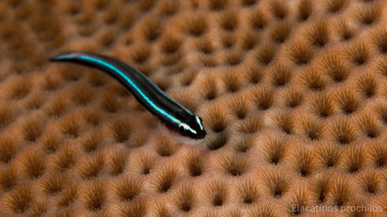 Broad-Stripe Neon Goby