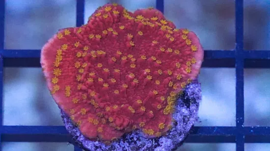 Cap Montipora Coral : Orange w/ Orange Polyps (Starburst) - Save 22%