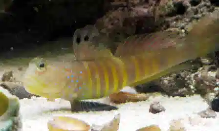 Shrimpgoby - Blue Spot