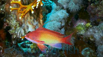 Lyretail Anthias: Male - Central Pacific
