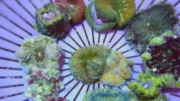 Maxi-Mini Carpet Anemone