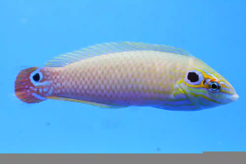 Earmuff Wrasse - Central Pacific