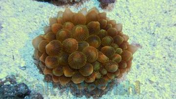 Bubble Tip Anemone: Green - Central Pacific