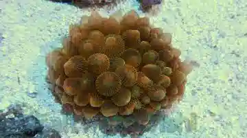 Rose Bubble Tip Anemone