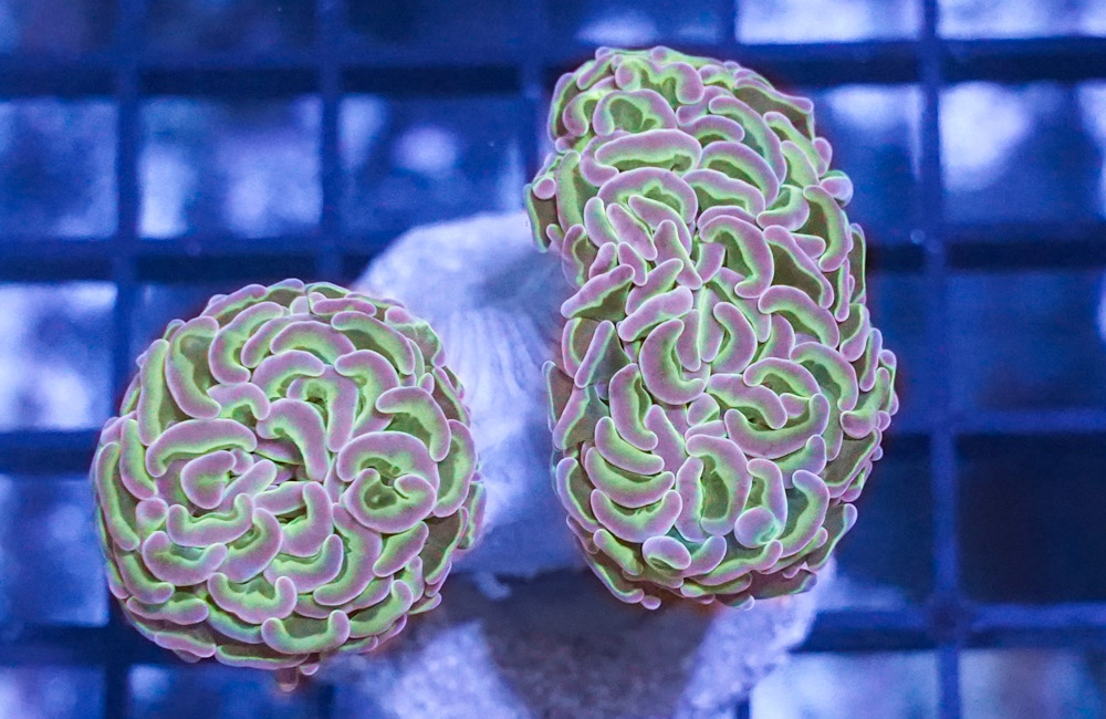 Wall Hammer Coral: Assorted Metallic - Maricultured