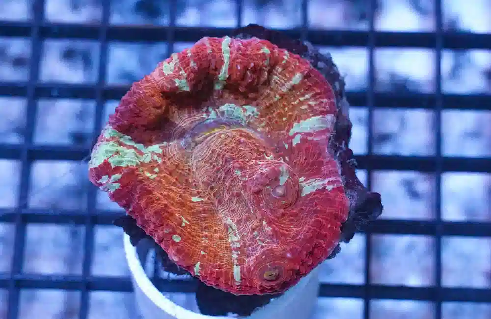 Chalice Coral: Ultra Color