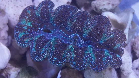 Crocea Clam: Ultra : Fiji - Aquacultured - Save 23%