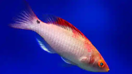 Debelius Fairy Wrasse: Male