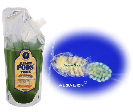 AlgaGen Copepods - ReefPods Tisbe 16 oz