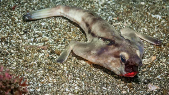 Longnose Batfish