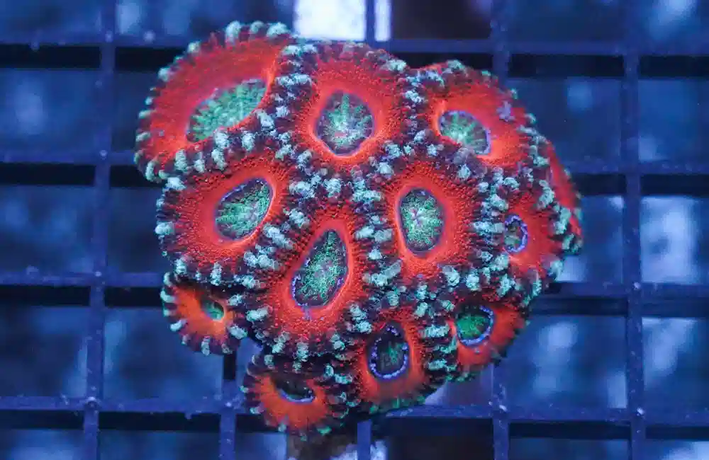 Acan Lord (Micromussa): Ultra Multi-Color - Australia