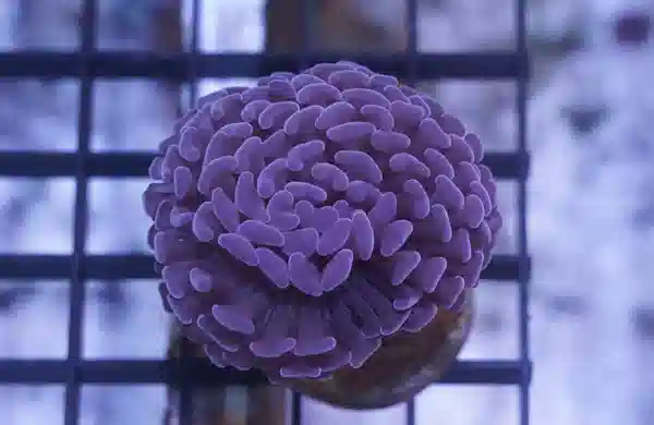 Hammer Coral: Branching Purple