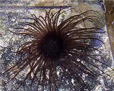 Tube Anemone - Purple