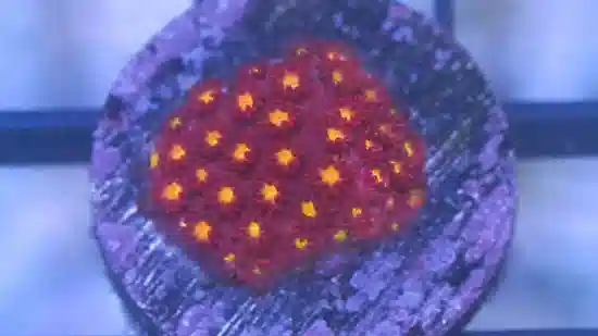 Goniopora : Red w/ Orange Center Polyps (Raspberry Limeade) - Aquacultured