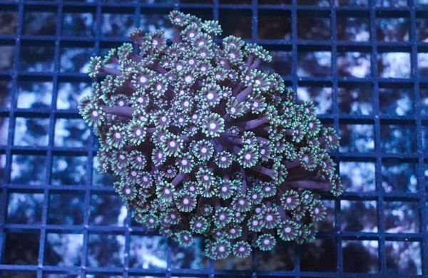 Goniopora Coral: Long Polyp Green - Aquacultured