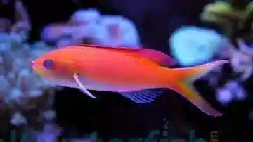 Dispar Anthias