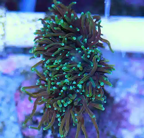 Torch Coral: Green - Aquacultured