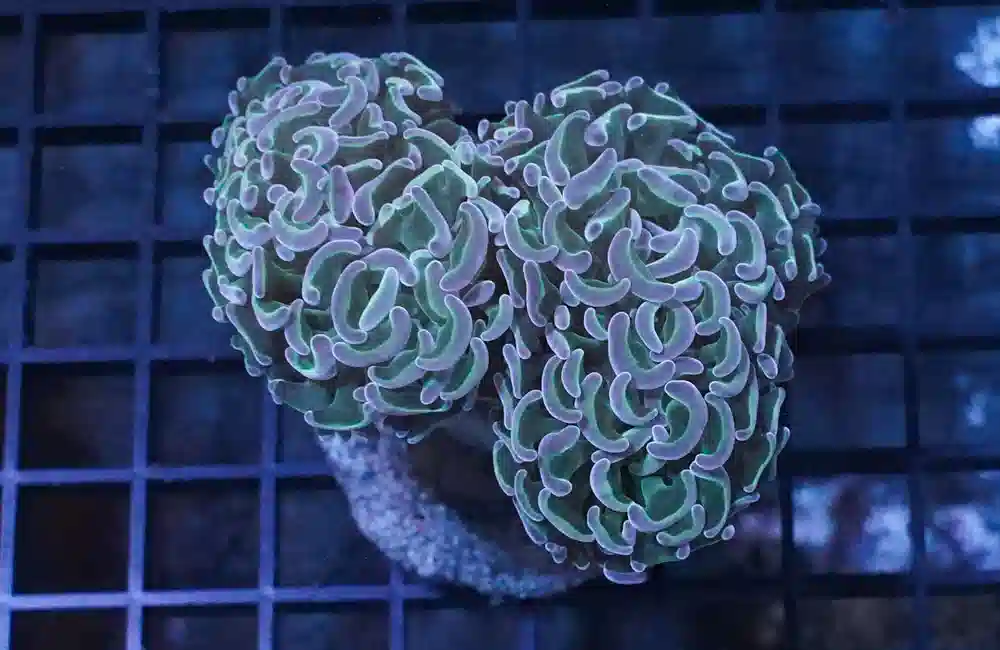 Hammer Coral: Metallic Green