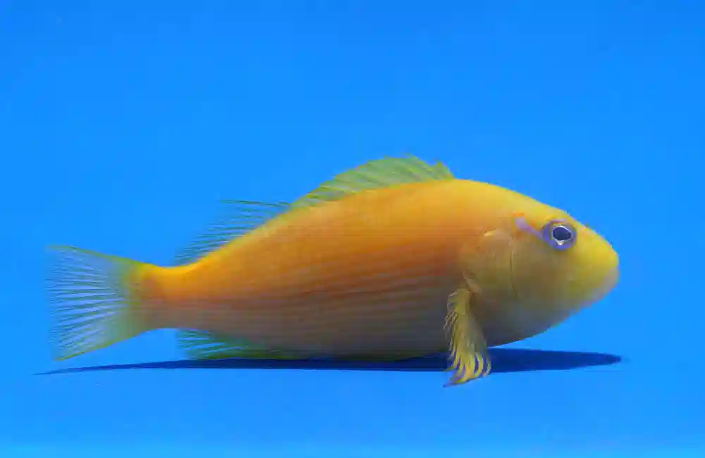 Golden Blue Line Hawkfish