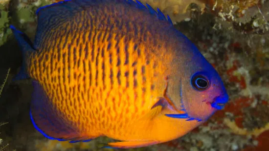 orange saltwater fish