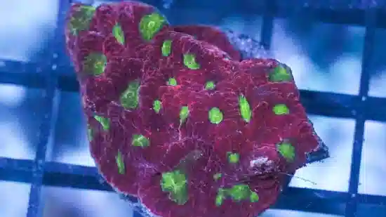 Favites Brain Coral: Green Eye w/ Red Rim