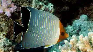 Larvatus Butterfly - Red Sea