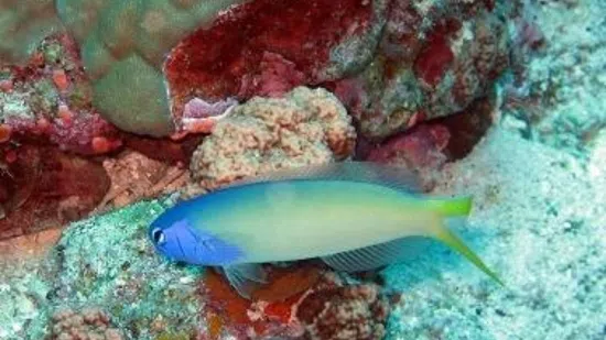 Bluejaw Tile Goby