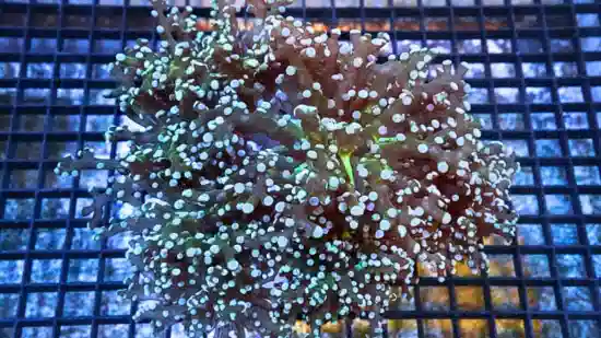 Grape Coral : Cristata Neon Green