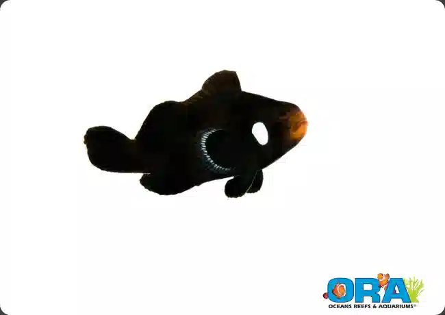 ORA Single-Dot Domino Clownfish - Aquacultured