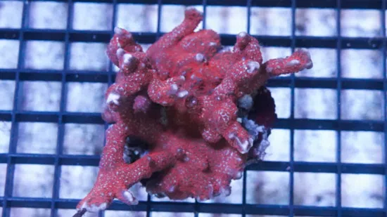 Montipora Branching: Red/Pink  