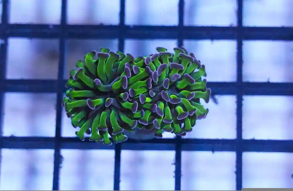 Hammer Coral: Green w/ Purple Tip - Australia