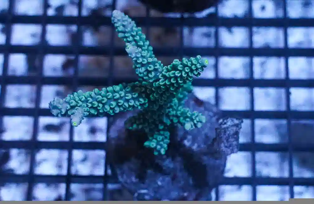 Acropora Coral: Super Colored Tip - Australia