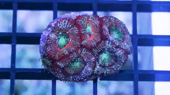 Acan Lord : Tri-Color - Australia