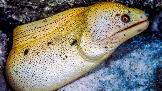 Gold Spotted Moray Eel - Caribbean