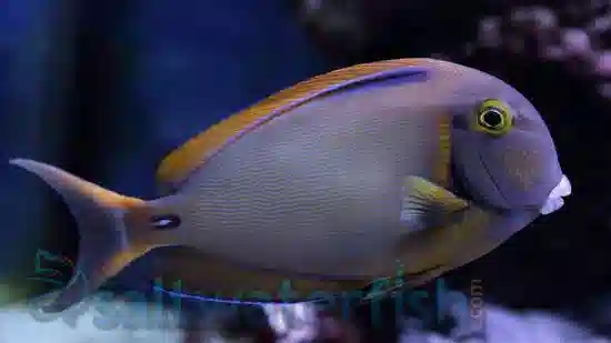 Black Spot Tang - South Asia