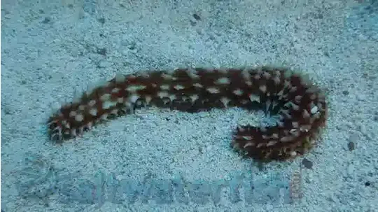 Tiger Tail Cucumber